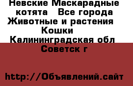 Невские Маскарадные котята - Все города Животные и растения » Кошки   . Калининградская обл.,Советск г.